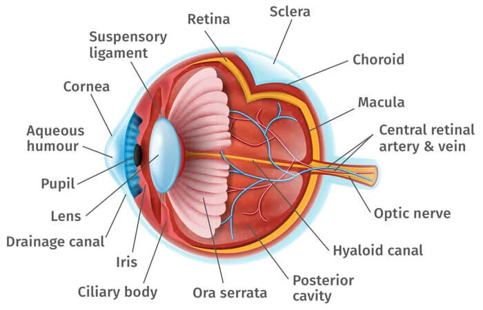 Low vision eye anatomy illustration showing vision impairment effects